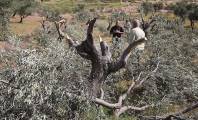 المستوطنون يقتلعون أشجار الزيتون في مسافر يطا 
