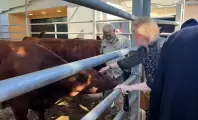 السفير الأمريكي والبقرات الحمراء