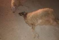 118415230_333710704657114_1678474570999189227_n