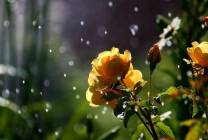 Flowers-In-Rain-HD-Wallpaper