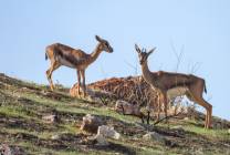 تصوير: محمد الشعيبي