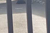 من مكان إطلاق جنود الاحتلال النار على شاب قرب حاجز قلنديا شمال القدس المحتلة 3