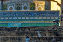 تصوير: محمود معطان