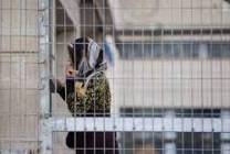 بعد احتجازها كرهينة .. الاحتلال يعتقل حاملًا في الخليل