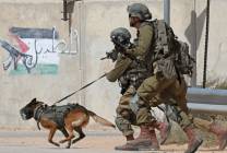 تحذيرات إسرائيلية: كلاب غزة تقاوم وتواجه كلاب الاحتلال