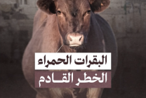 جماعات المستوطنين تحضر لذبـــح البقرة الحمراء في عيد الفطر.. كيف سيؤثر ذلك على المسجد الأقصى؟
