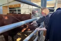 السفير الأمريكي والبقرات الحمراء