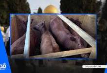 هل تضرب إسرائيل موعدًا لذبح البقرة الحمراء يوم عيد الفطر؟
