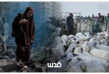 لا أضاحي تُذبح والفلسطينيون يسعون نازحين بحثا عن الأمان