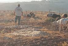 اقتحامات واعتقالات واعتداءات استيطانية تطال أريحا ونابلس والخليل