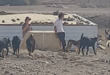 اقتحامات واعتقالات في الضفة الغربية واعتداءات استيطانية بالأغوار 