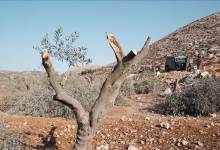 thumbs_b_c_35bfb00bb88411495653659e42bc6e91