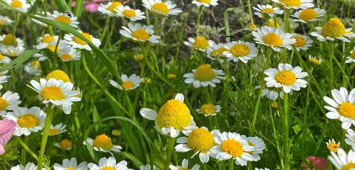 160820342_10224621843592513_6608427554552446956_n