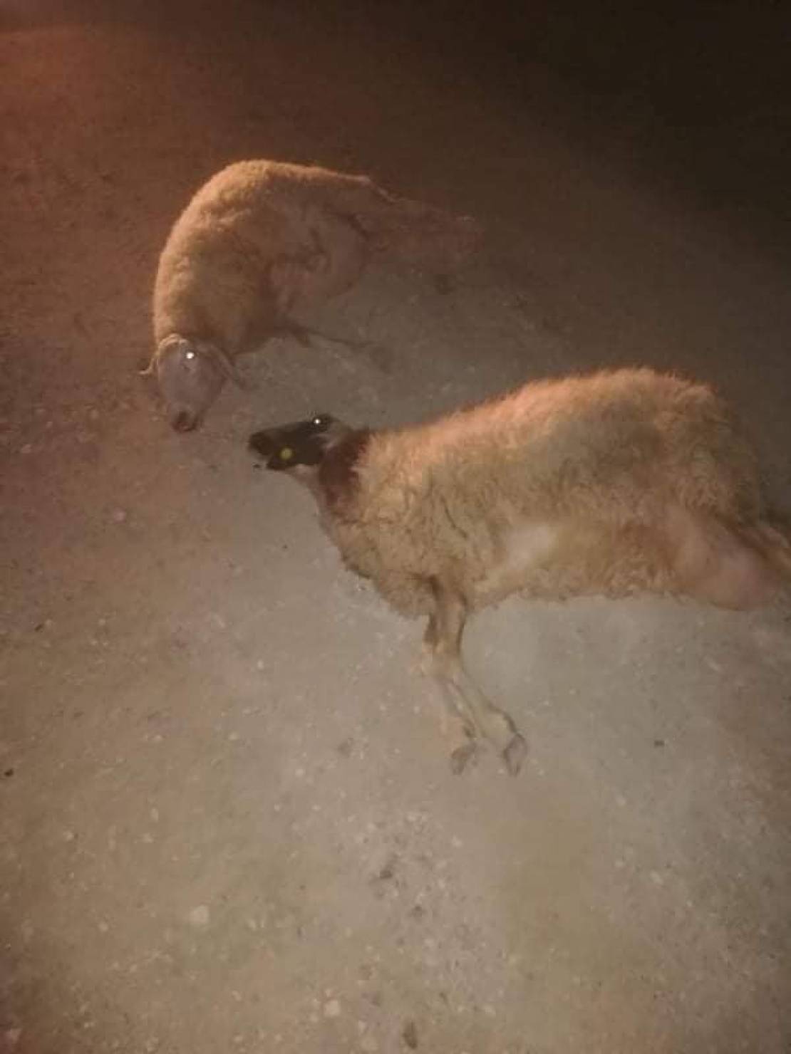 118415230_333710704657114_1678474570999189227_n