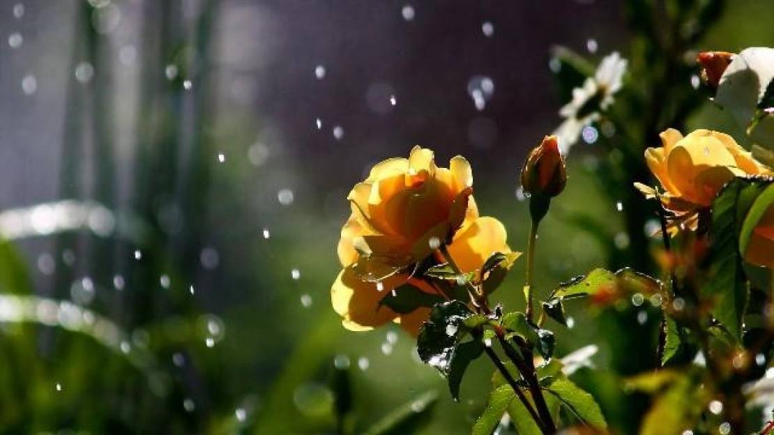 Flowers-In-Rain-HD-Wallpaper