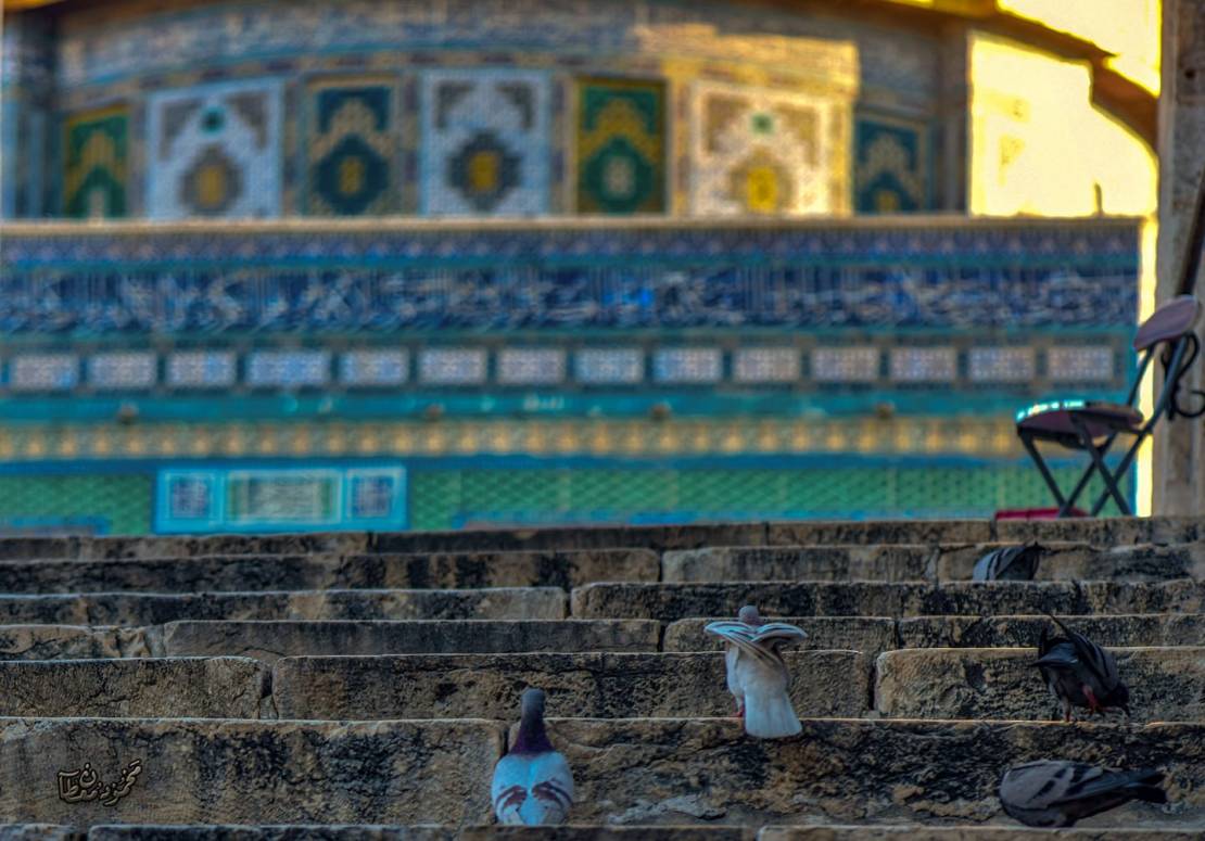 تصوير: محمود معطان