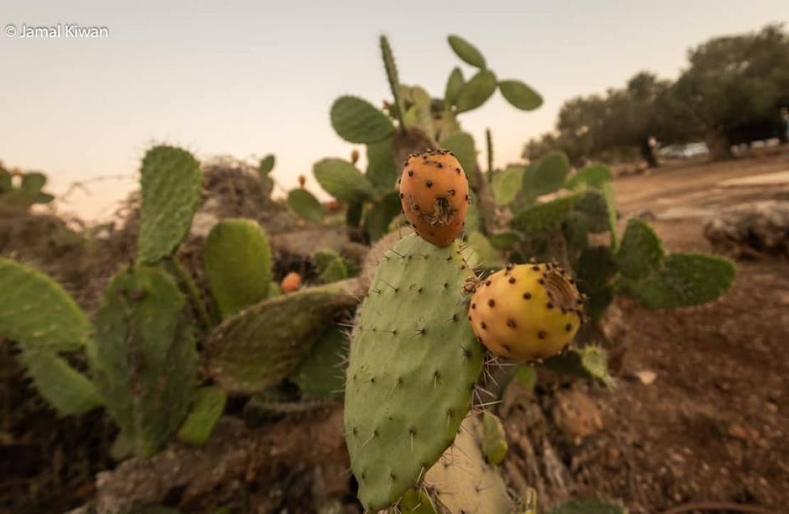 240121439_10222764687519875_5350790801900306033_n