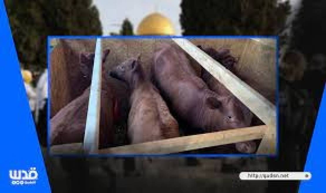 هل تضرب إسرائيل موعدًا لذبح البقرة الحمراء يوم عيد الفطر؟