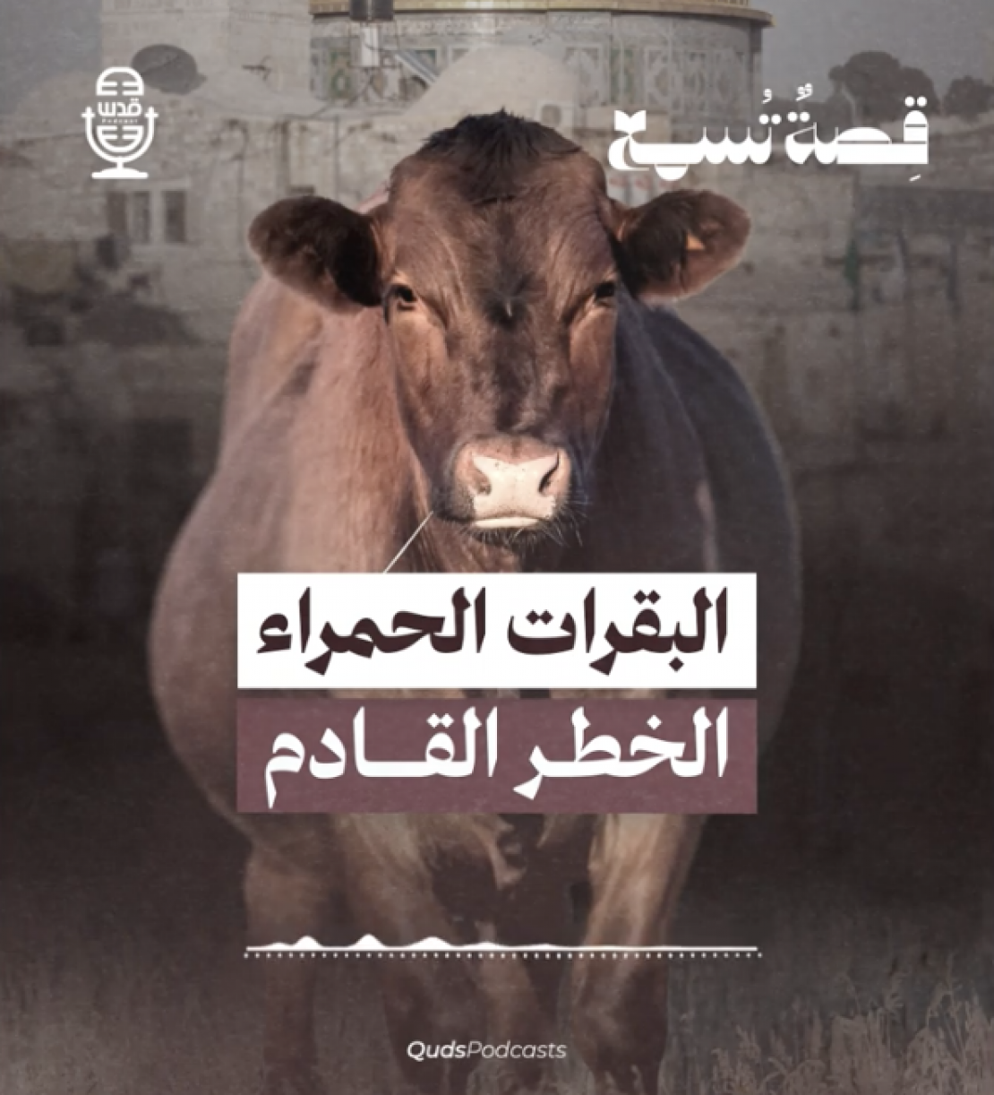 جماعات المستوطنين تحضر لذبـــح البقرة الحمراء في عيد الفطر.. كيف سيؤثر ذلك على المسجد الأقصى؟