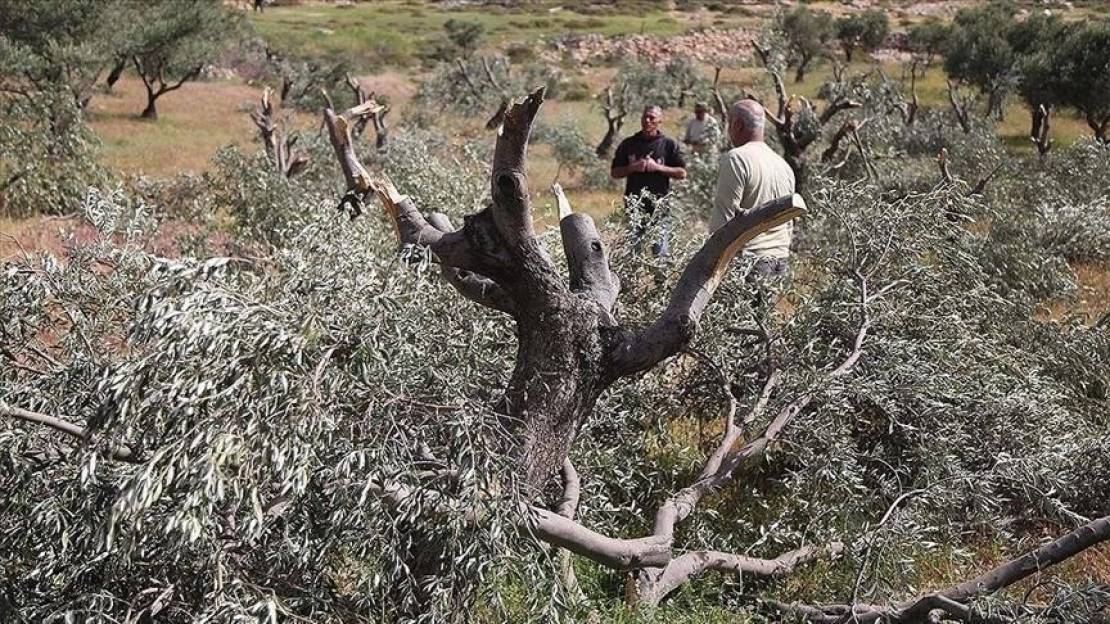 المستوطنون يقتلعون أشجار الزيتون في مسافر يطا 